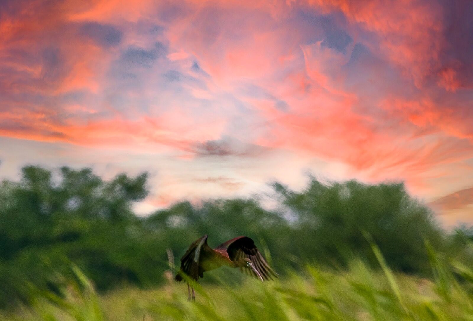 Gllossy ibis