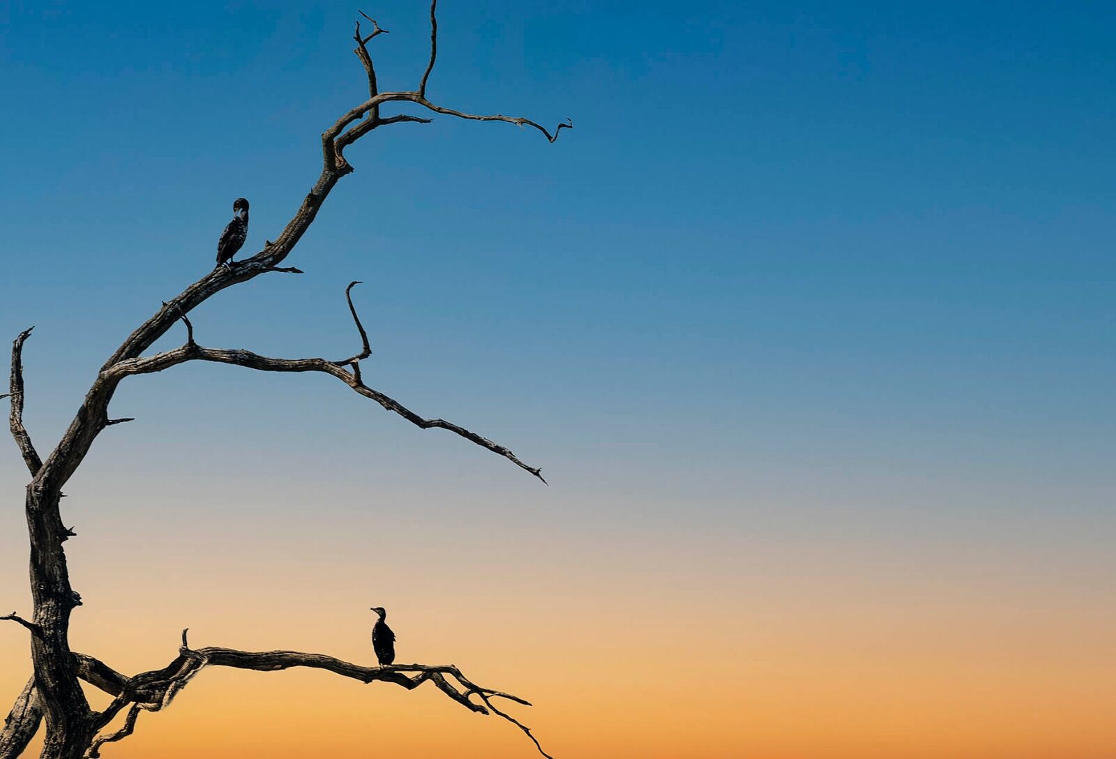 Cormorant into blue hour