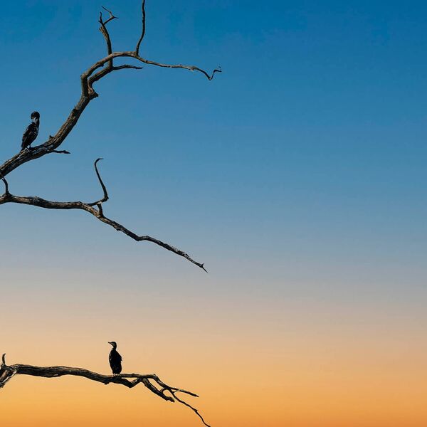 Cormorant into blue hour