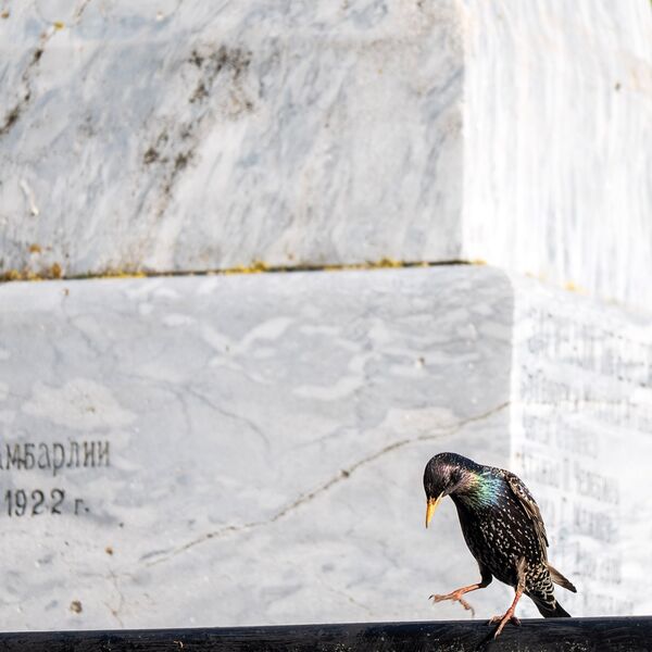 Starling wildlife 150525 7715 copy