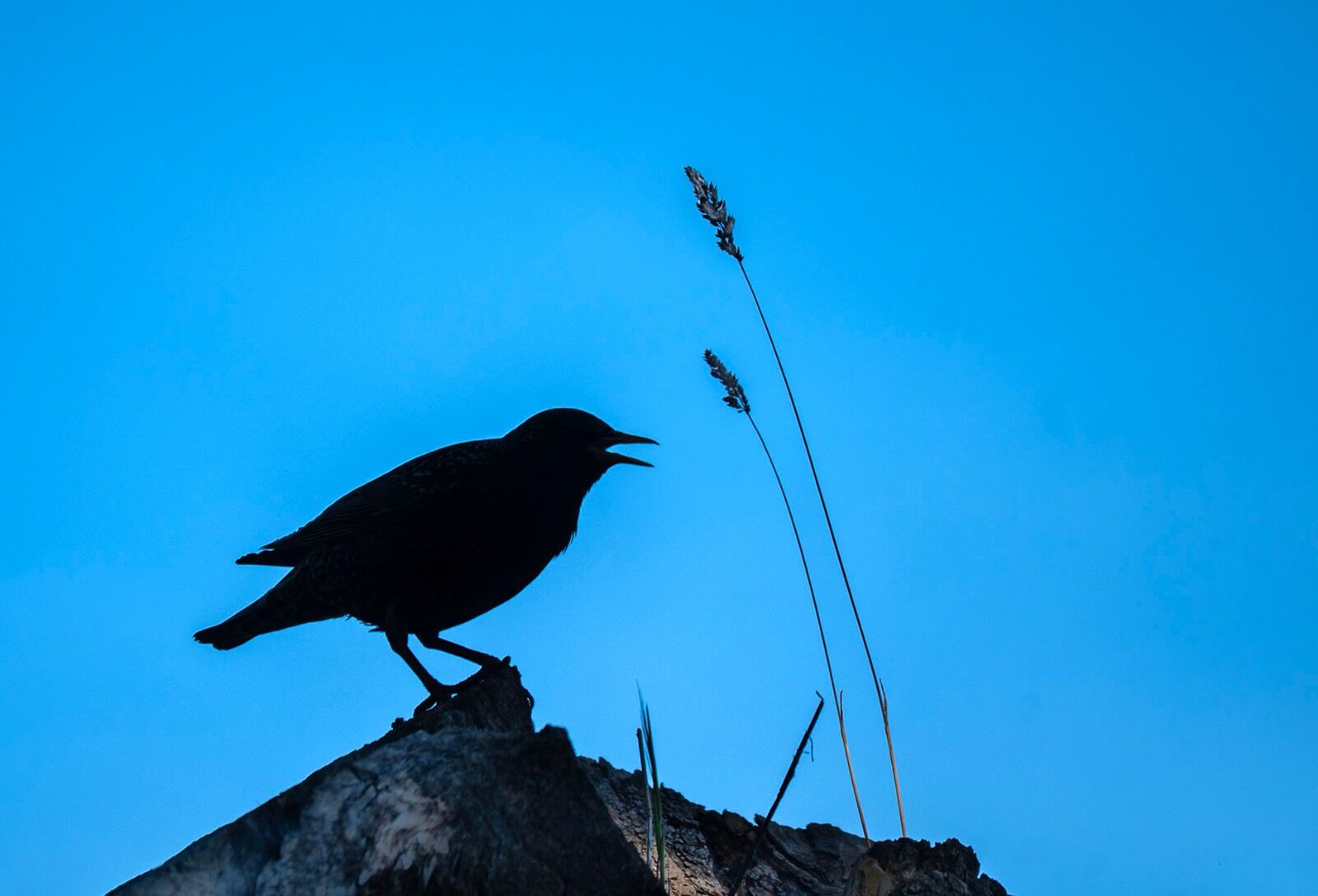 Starling 150525 7750