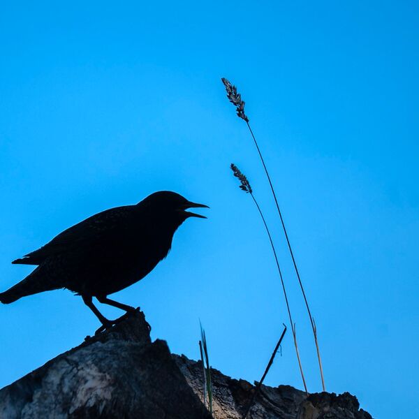 Starling 150525 7750