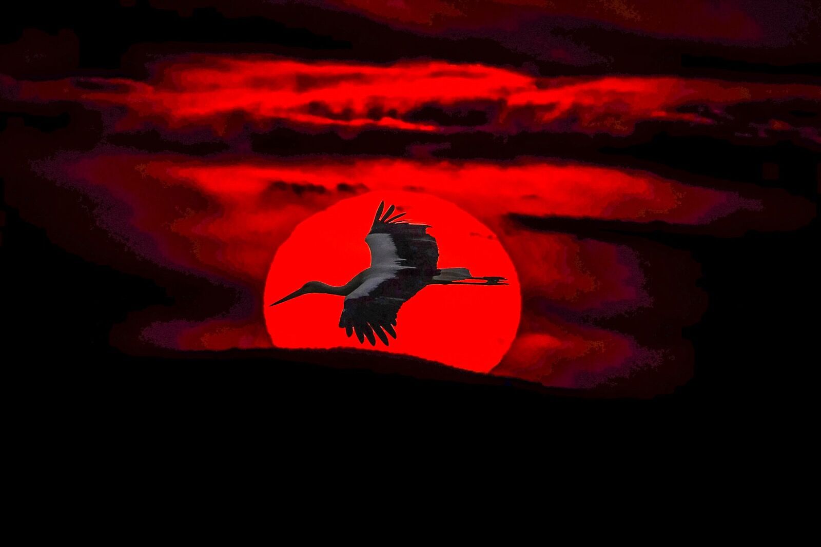 White Stork in flight