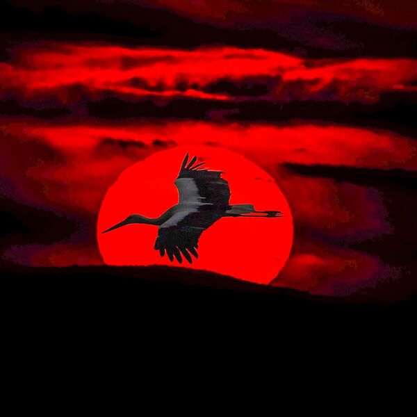 White Stork in flight