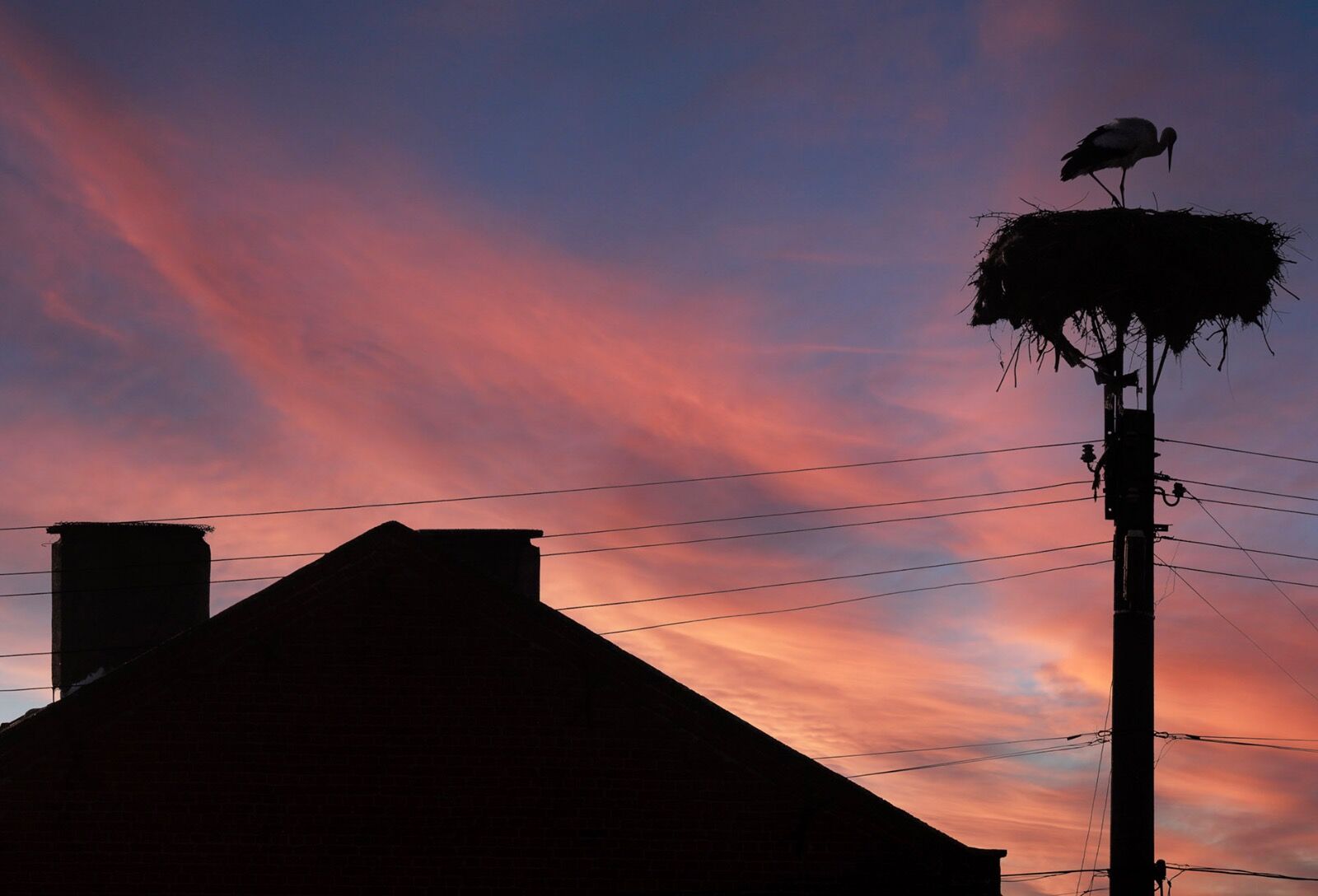 Sunset white stork 210325 5878