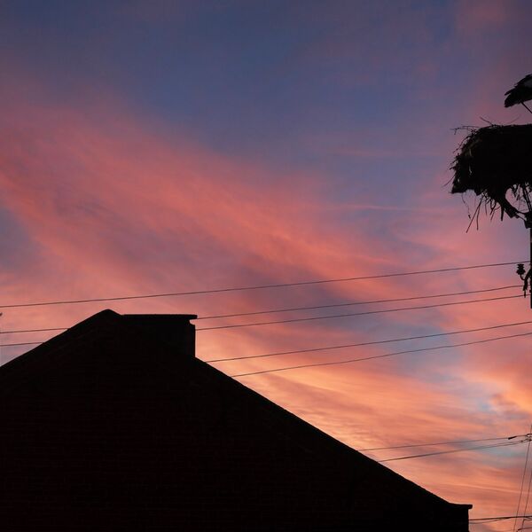 Sunset white stork 210325 5878