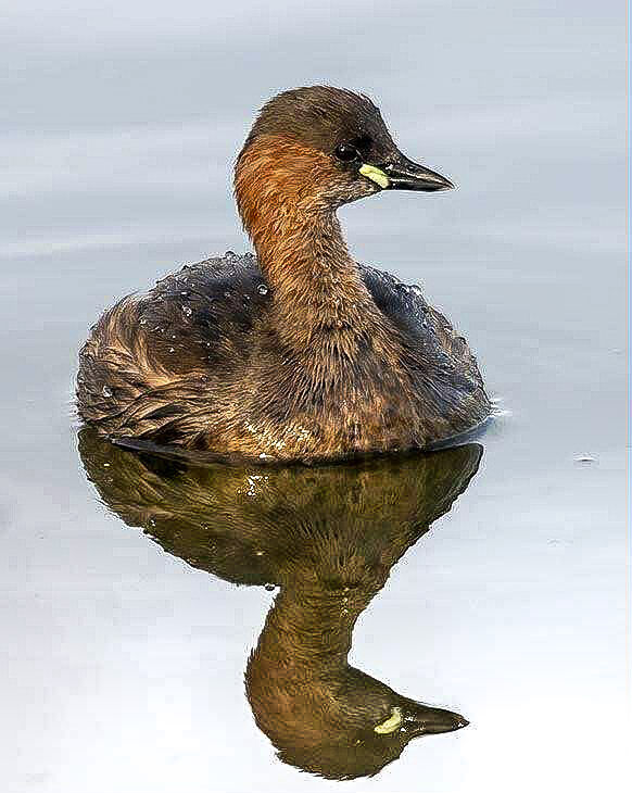 Little Grebe