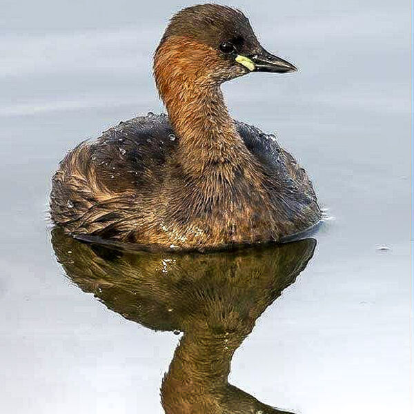 Little Grebe