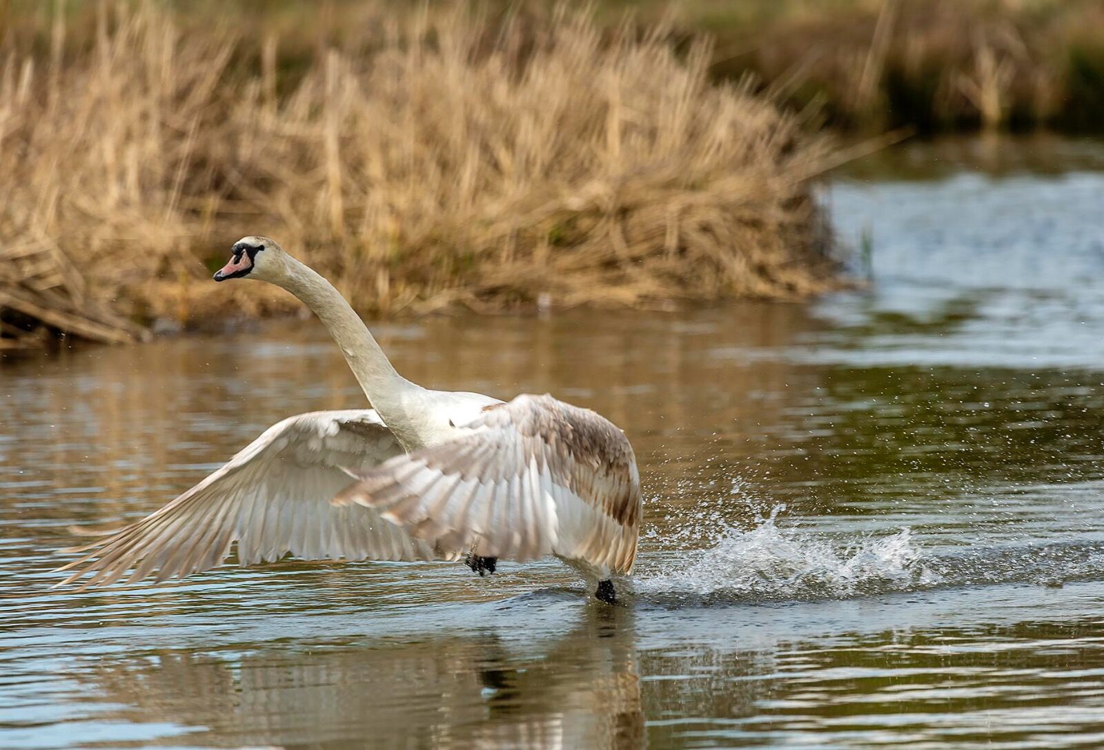 Mute swan