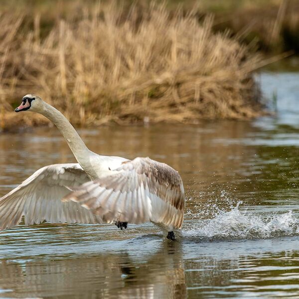 Mute swan