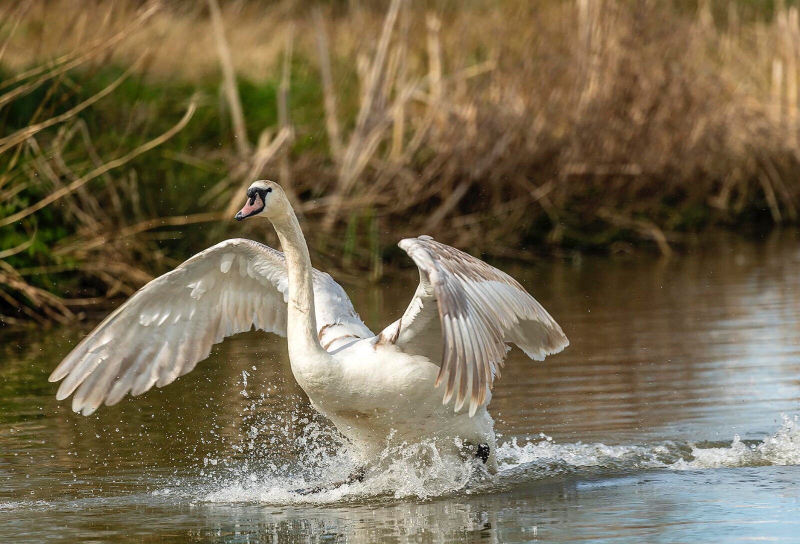 Mute swan 180422 3171