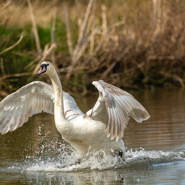 Mute swan 180422 3171