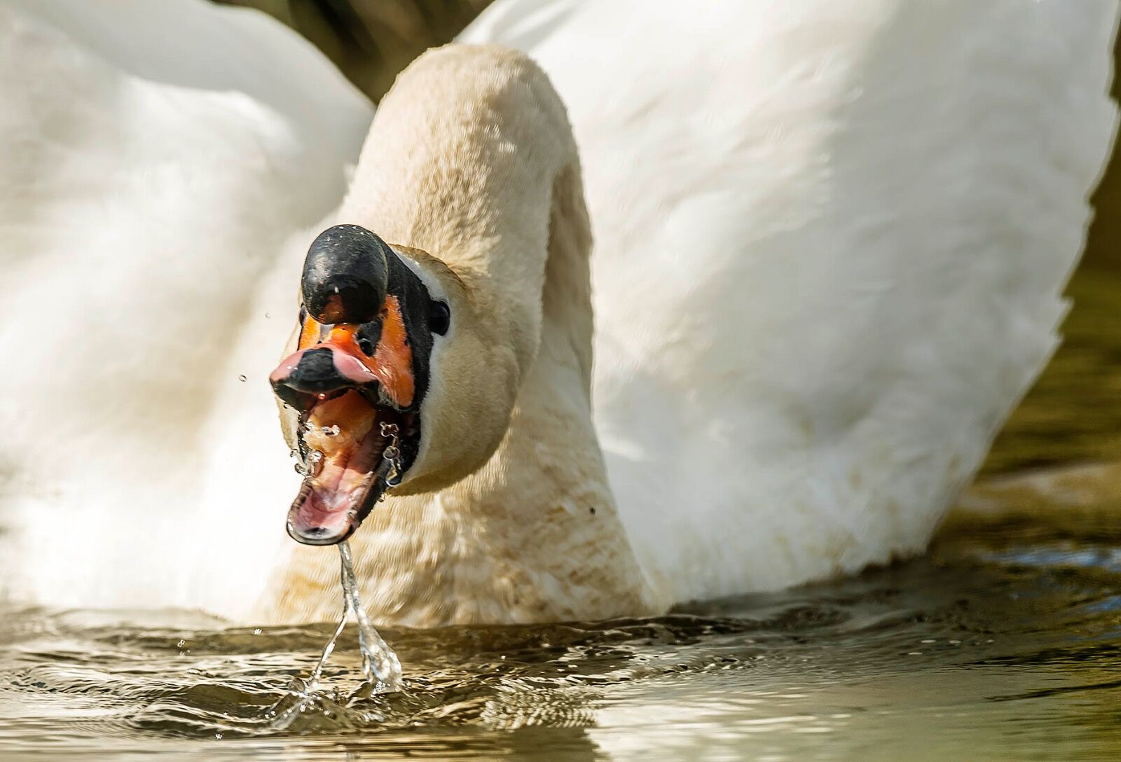 Swan wildlife 1804223214