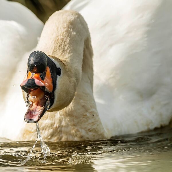 Swan wildlife 1804223214