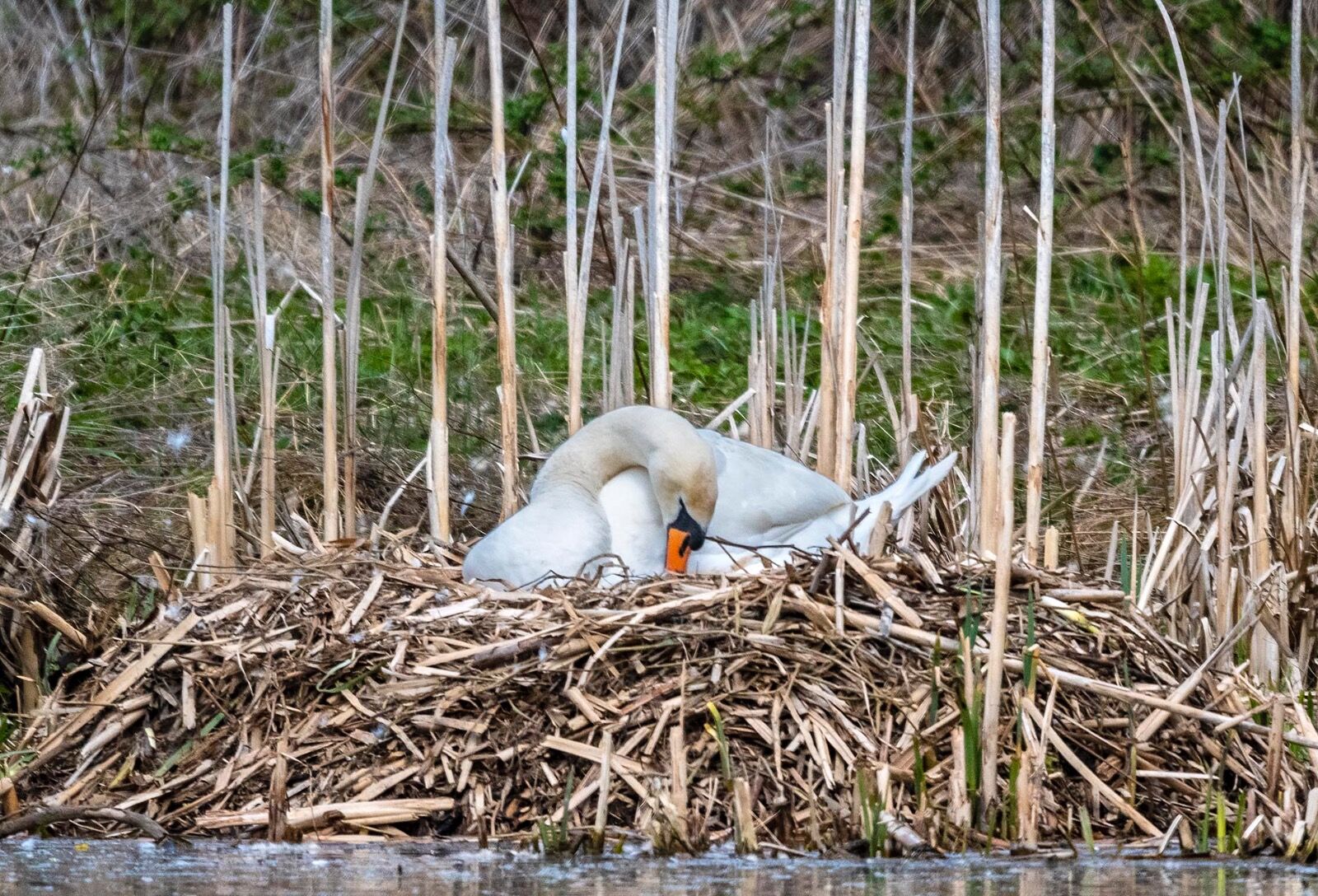Mute swan on nest