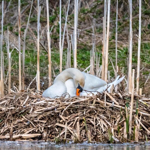 Mute swan on nest
