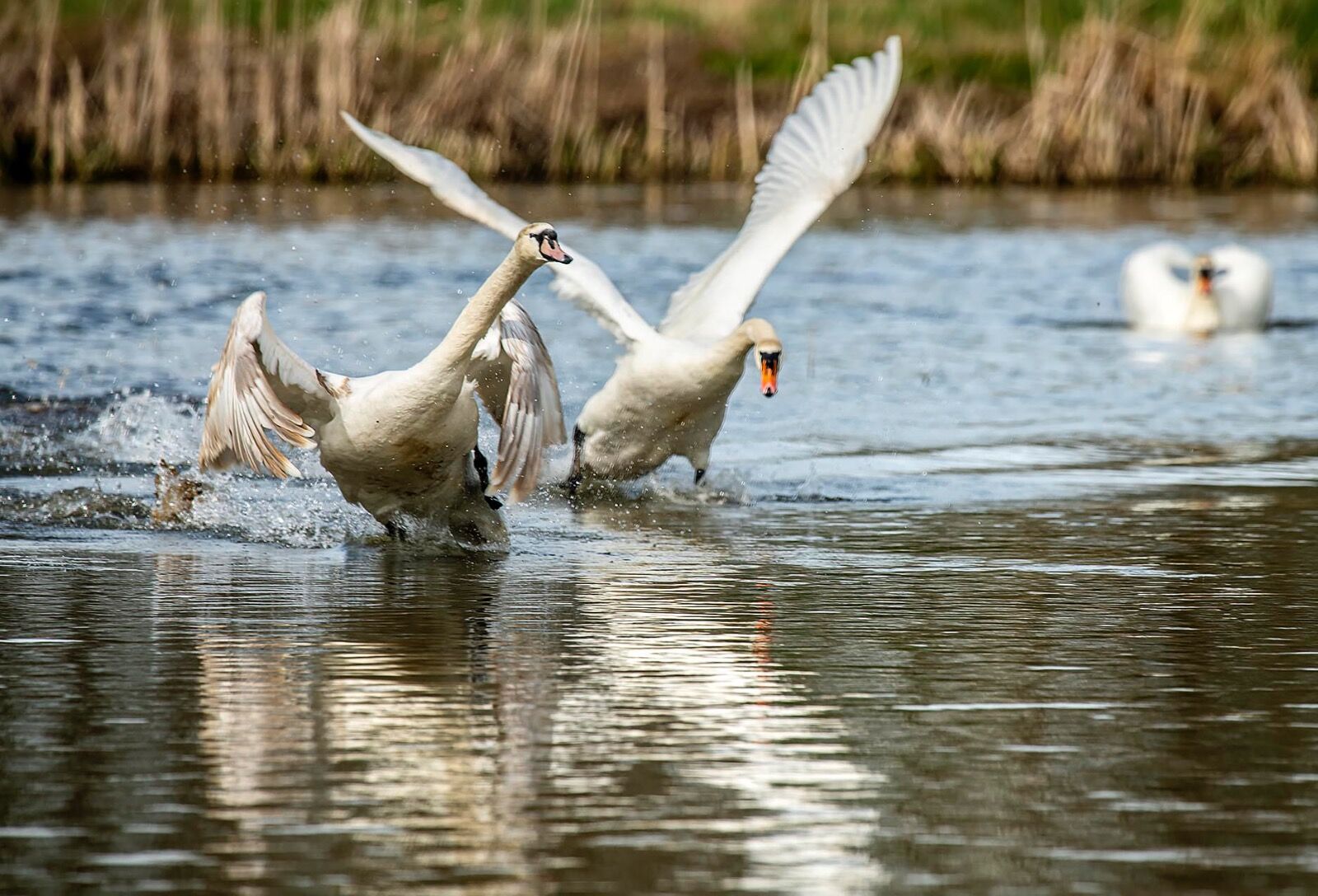 Mute swans
