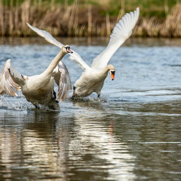 Mute swans