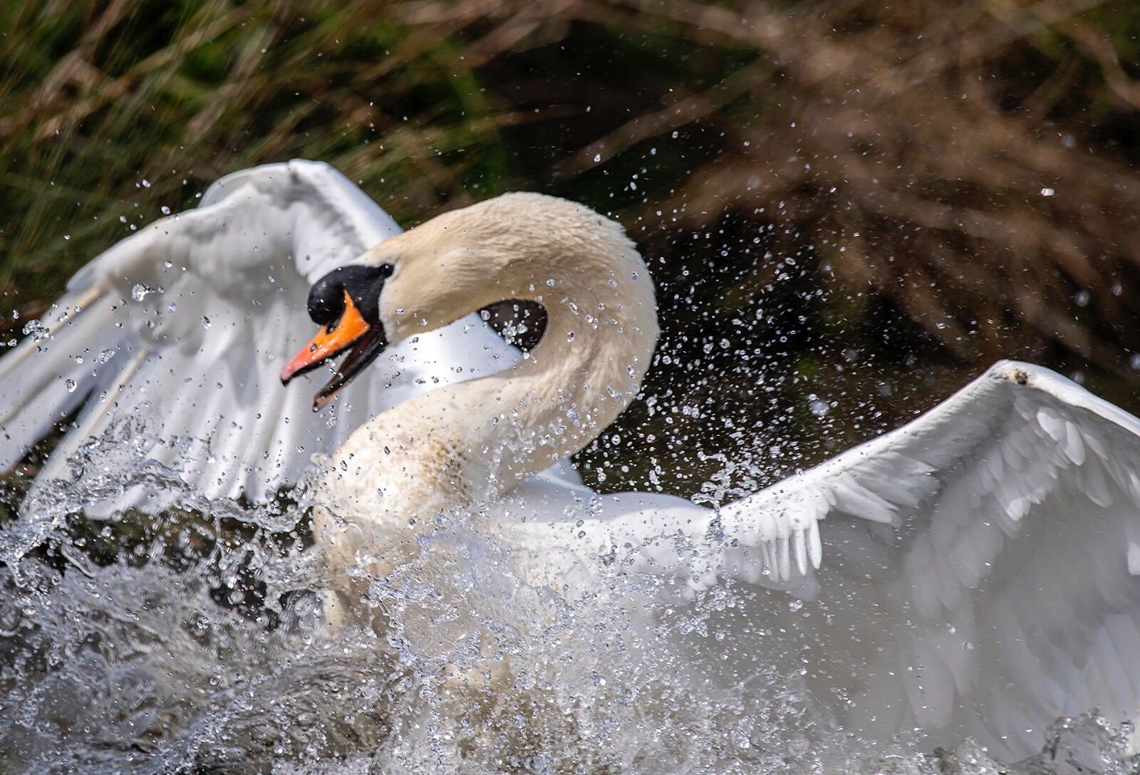 Mute swan splashing