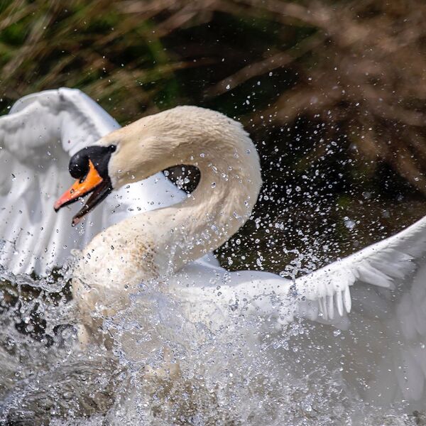 Mute swan splashing