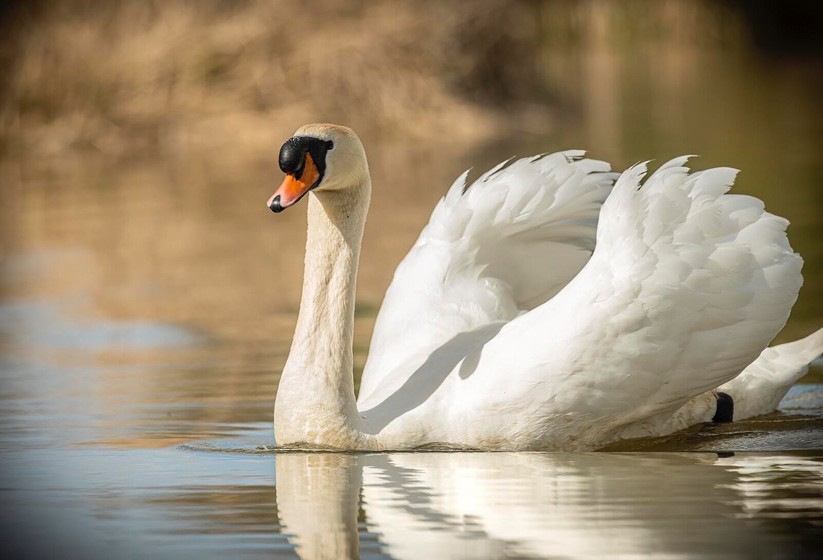 Swan 180422 3210