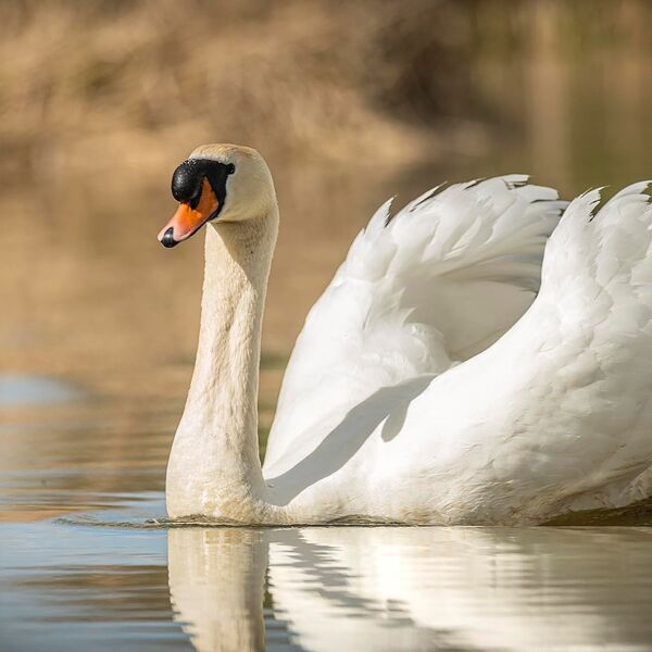 Swan 180422 3210