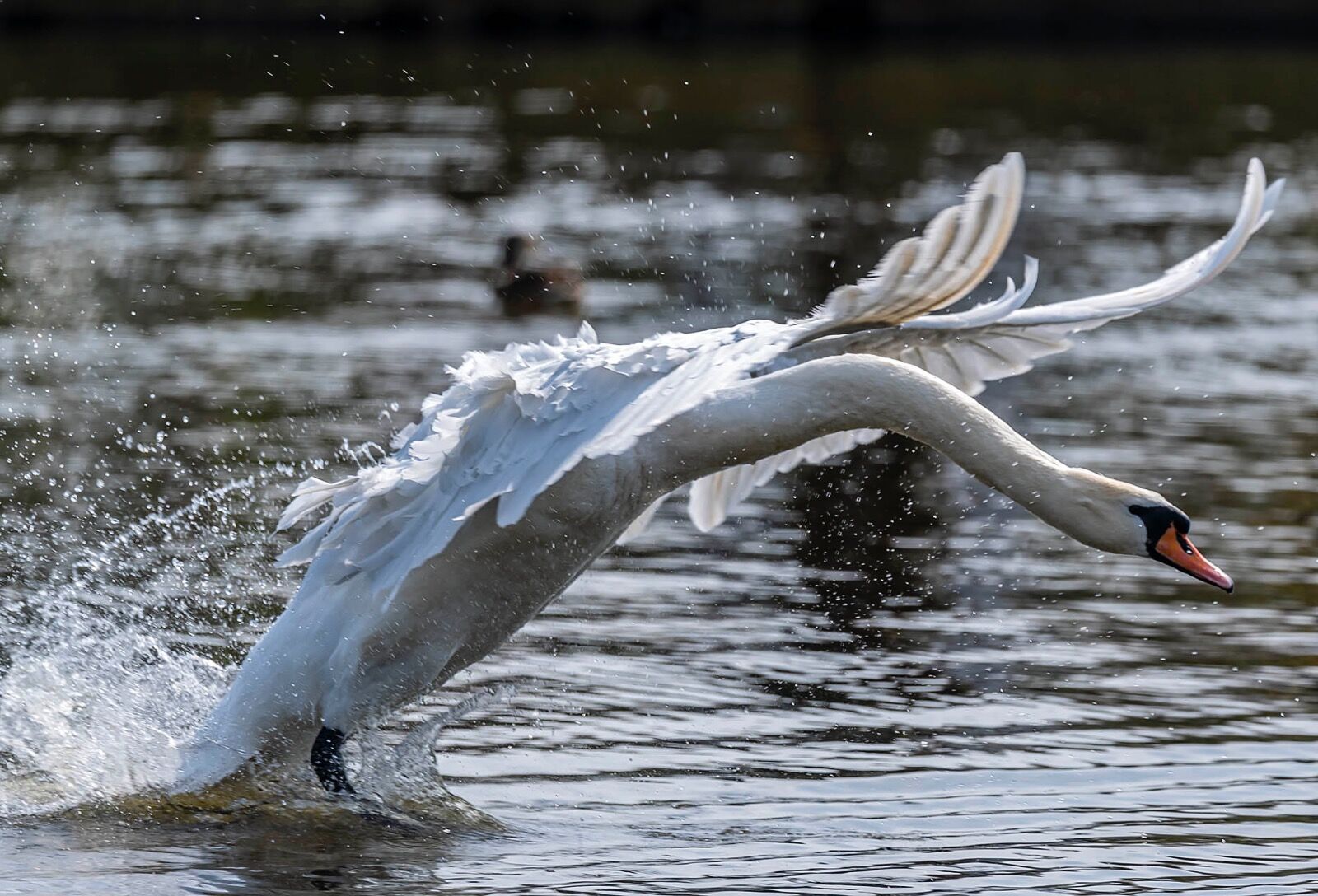 Swan take off flight over water