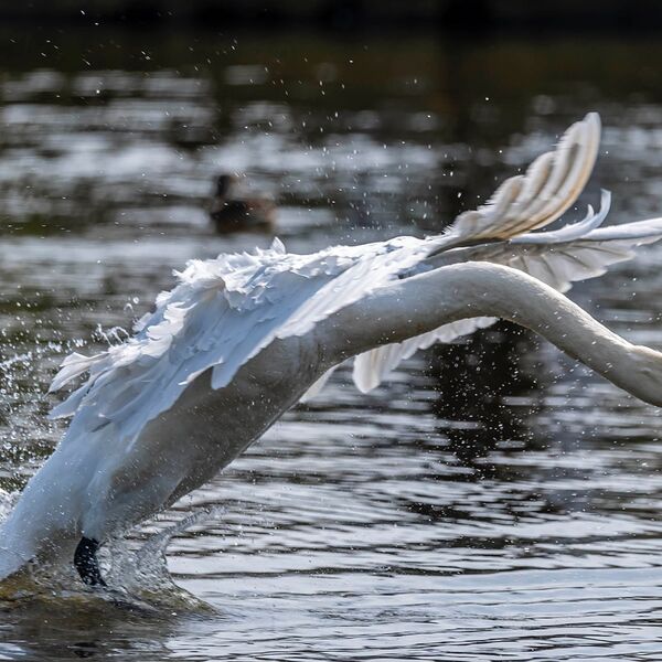 Swan take off flight over water