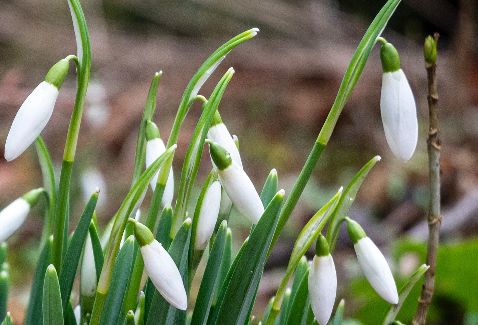 Snow drops