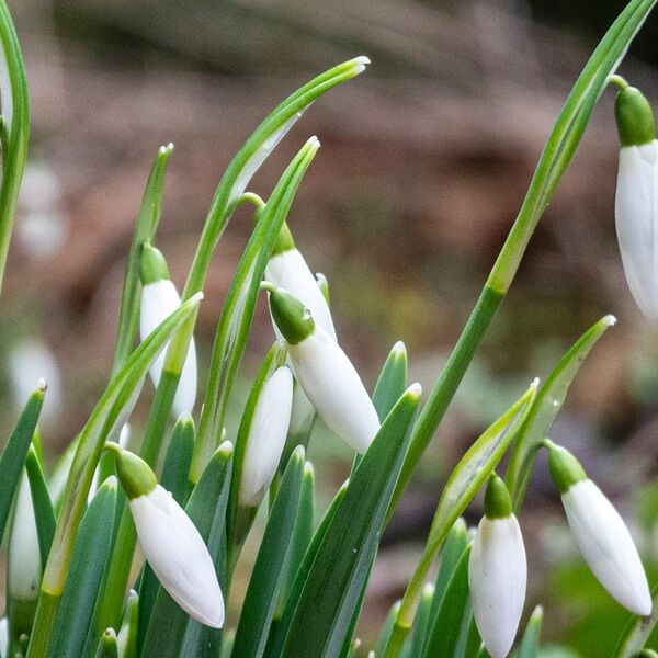 Snow drops