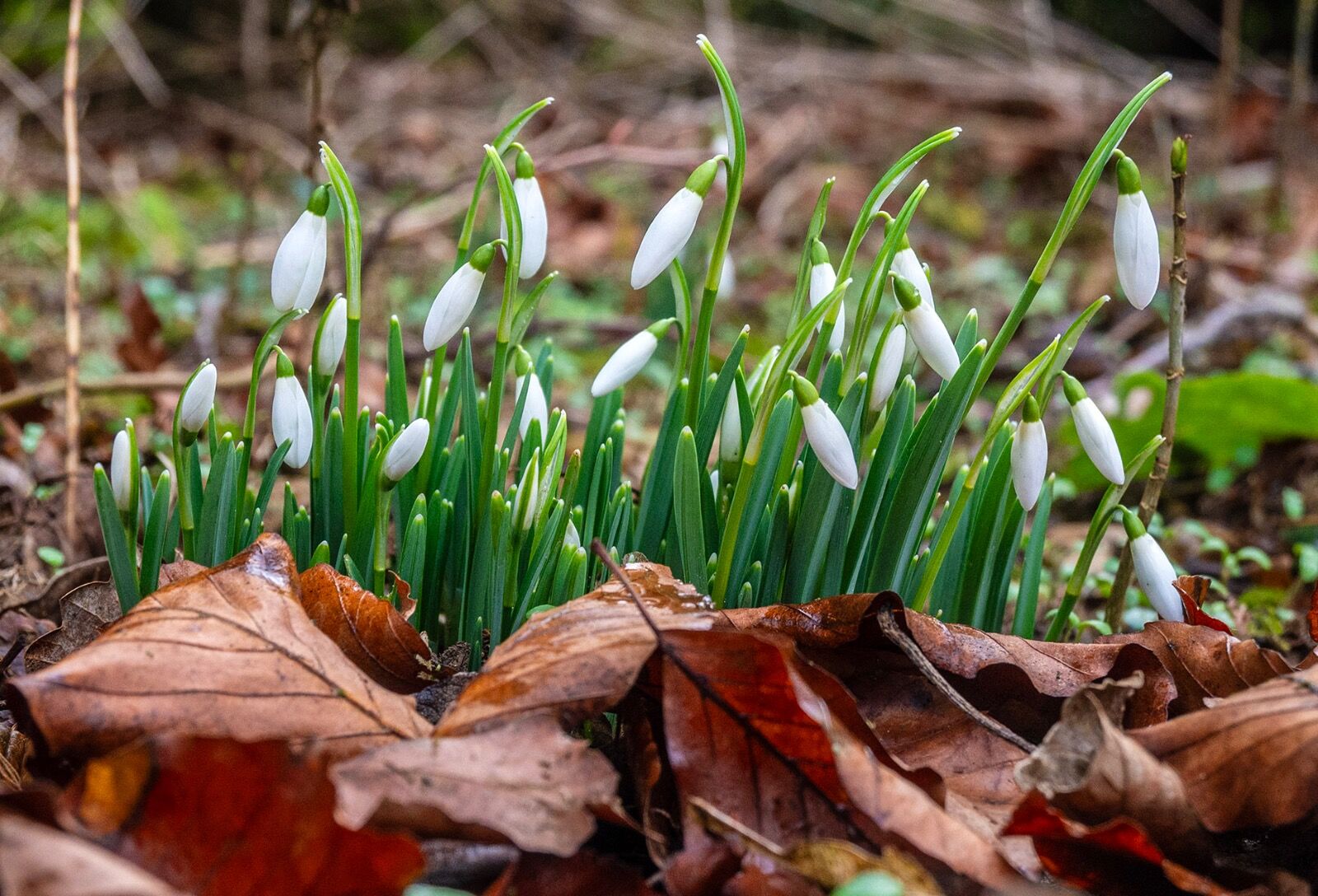 Snow drops