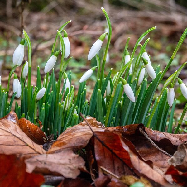 Snow drops