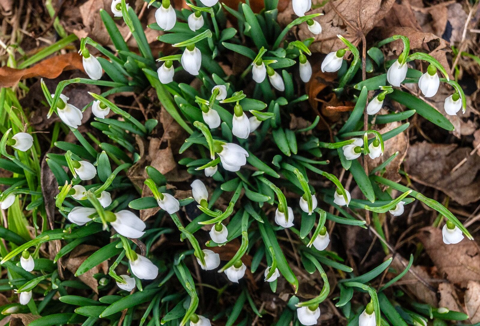Snow drops