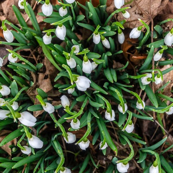 Snow drops