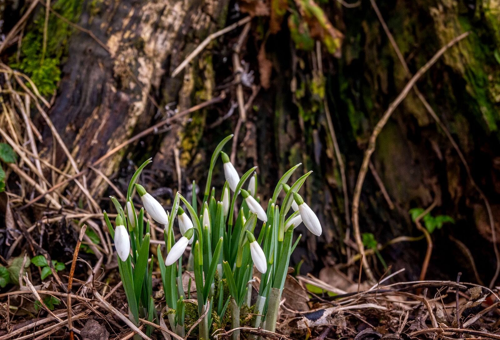 Snow drops weather