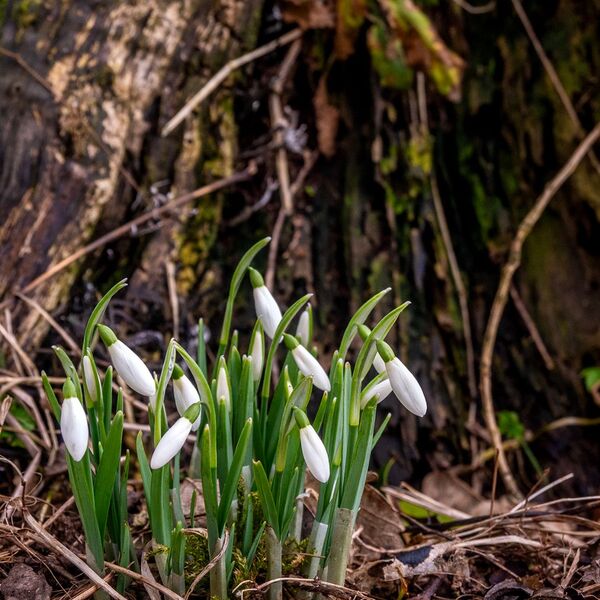 Snow drops weather