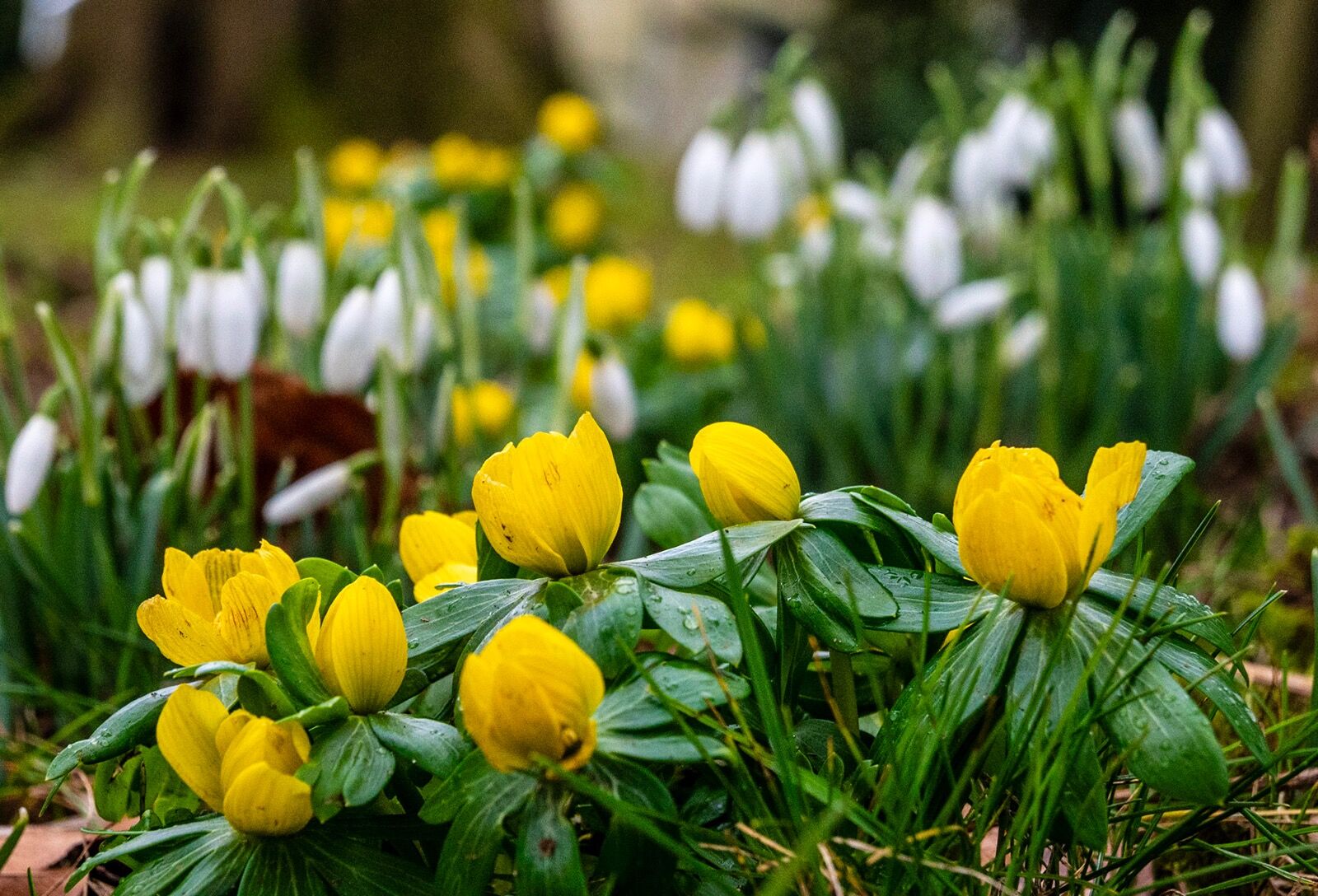 Weather 260125 wildflowers 4464