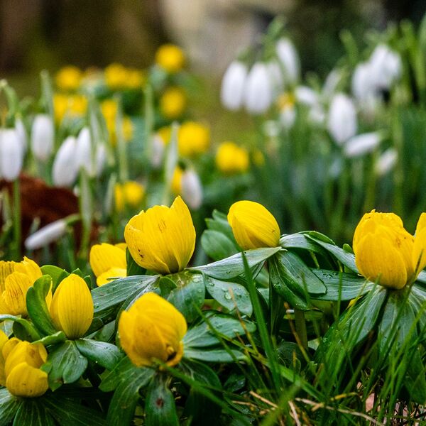 Weather 260125 wildflowers 4464