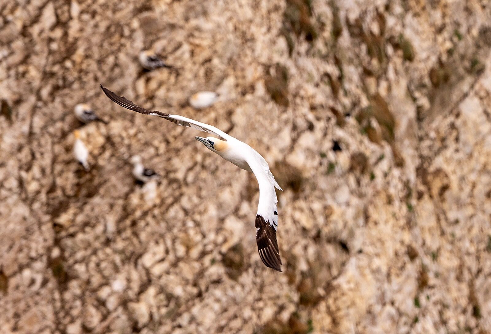 Bempton cliff gannet150725 1160