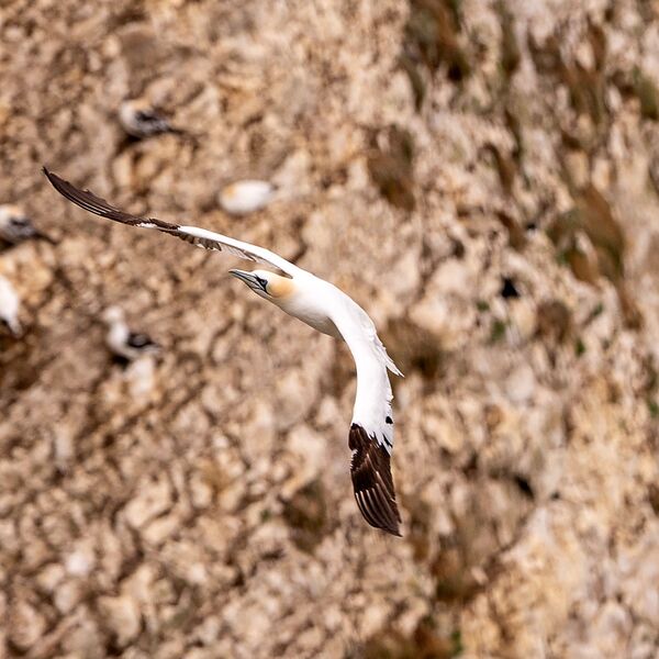 Bempton cliff gannet150725 1160