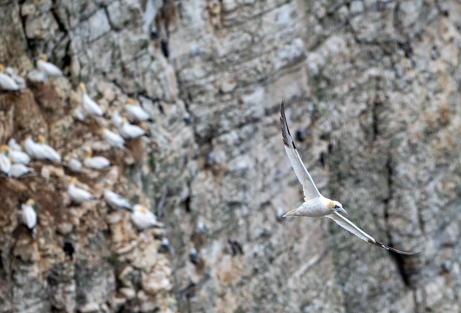 Bempton cliff gannet150725 1183