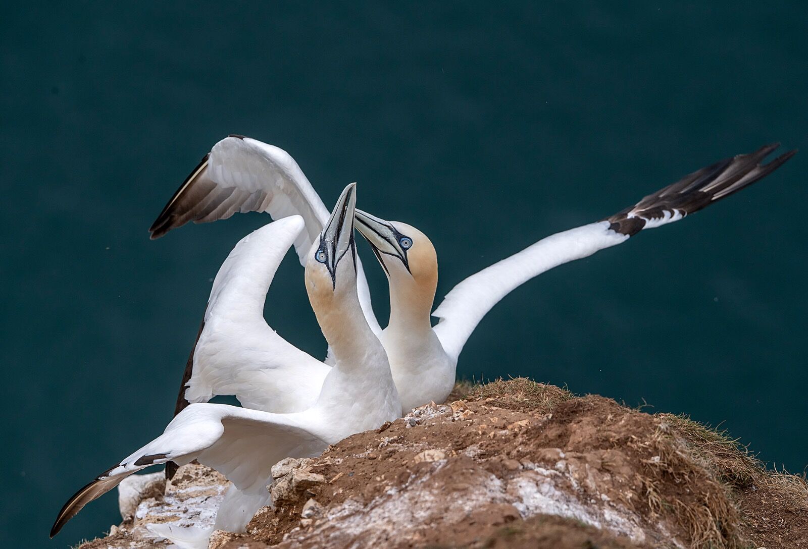 Bempton cliff gannet150725 1192