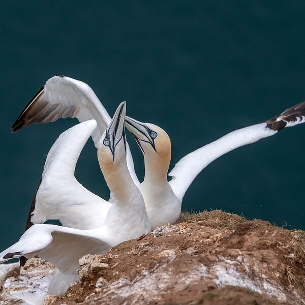 Bempton cliff gannet150725 1192