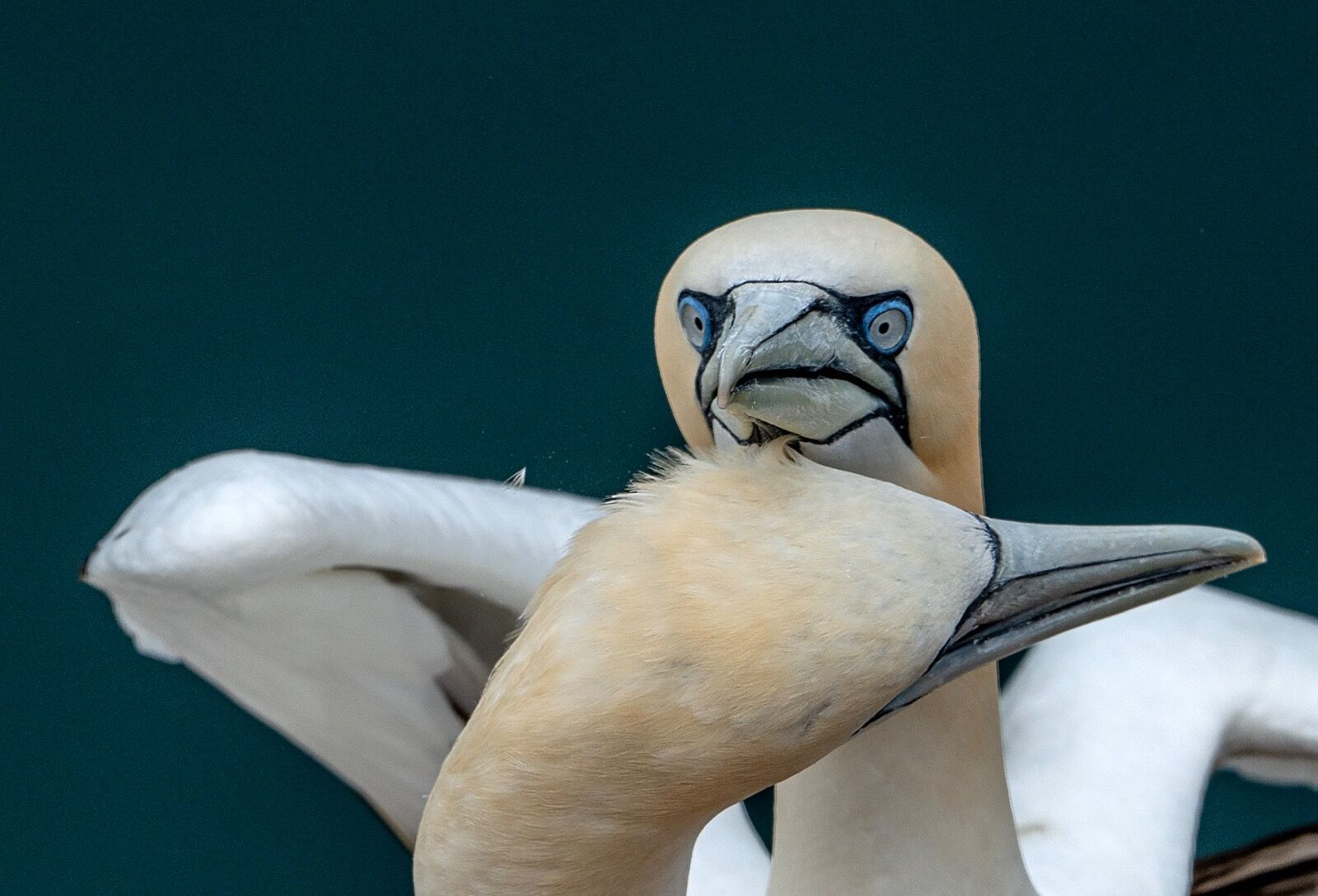 Bempton cliff gannet150725 1201