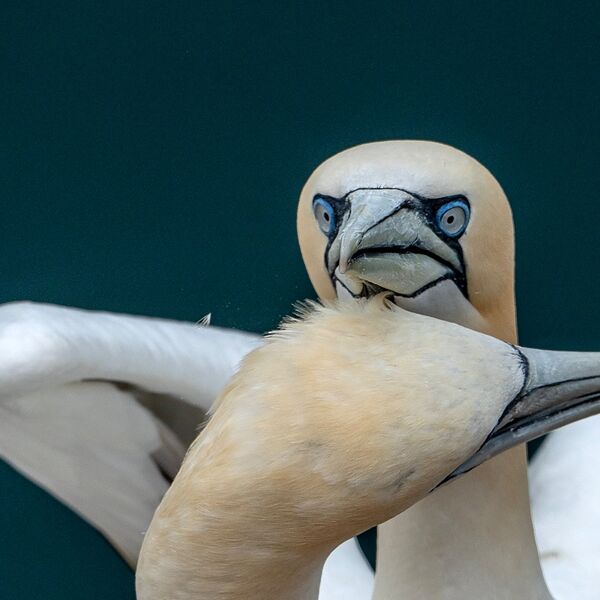 Bempton cliff gannet150725 1201