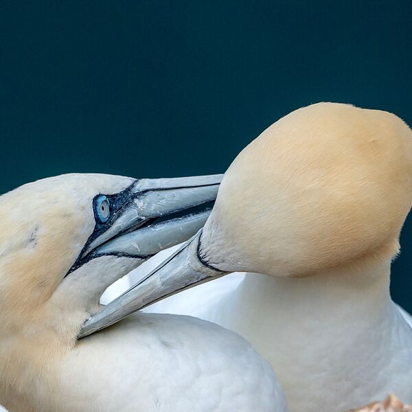 Bempton cliff gannet150725 1209