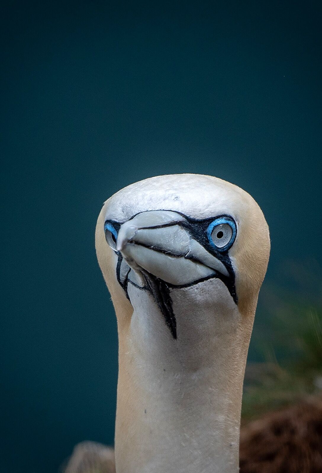 Bempton cliff gannet150725 1240