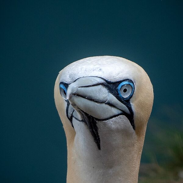 Bempton cliff gannet150725 1240