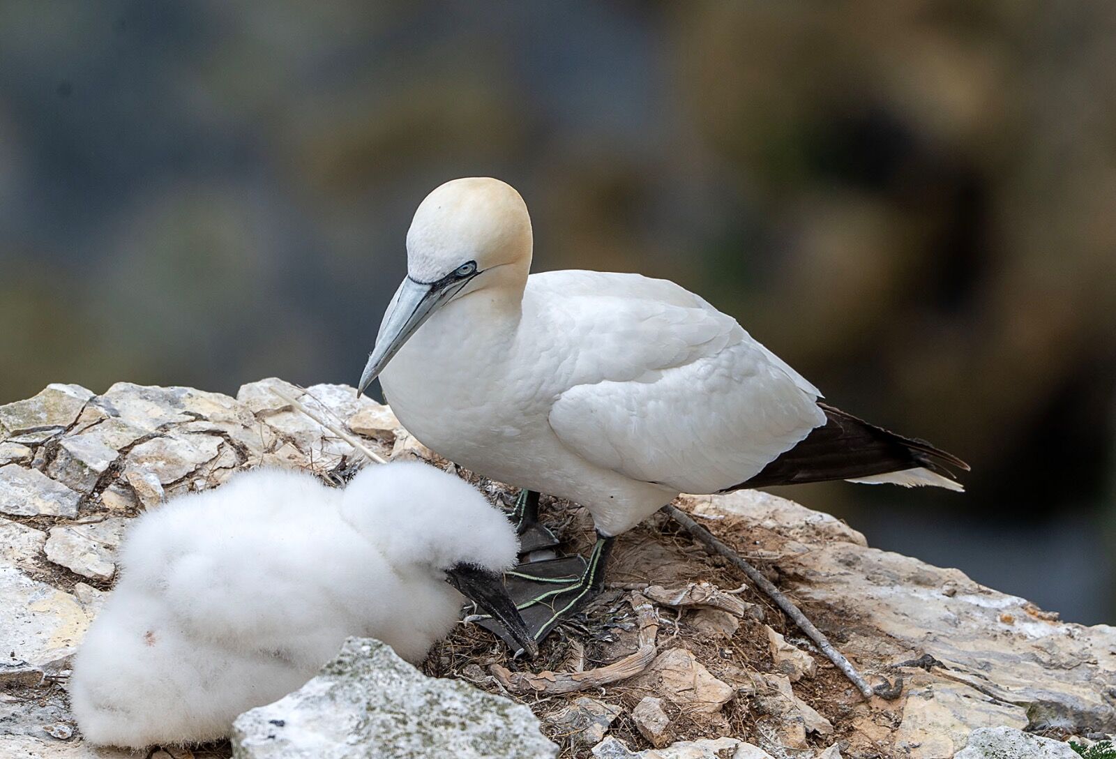 Bempton cliff gannet150725 1253