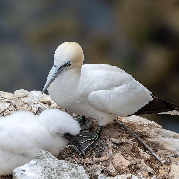 Bempton cliff gannet150725 1253